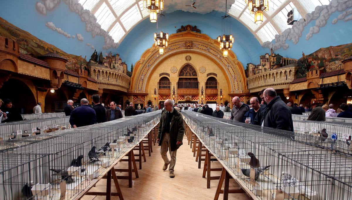 The men who race pigeons