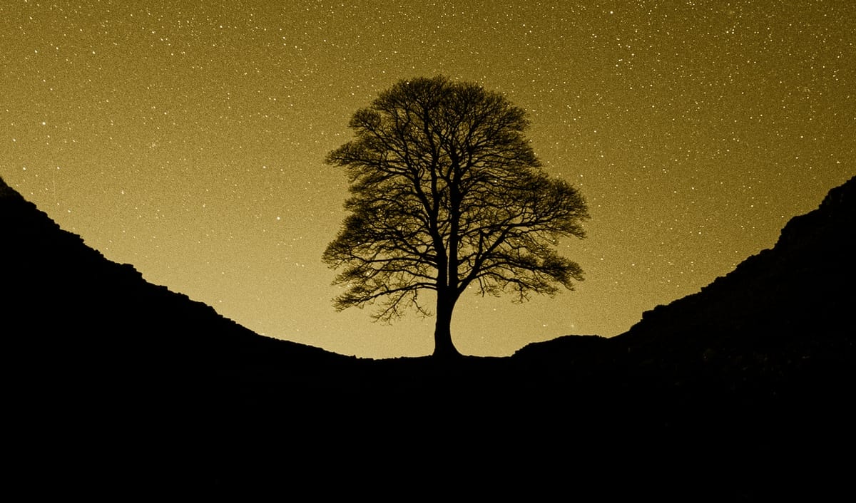 The trials of the Sycamore Gap