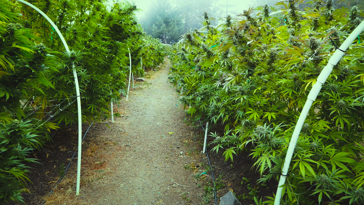 A weed farm in Humboldt County